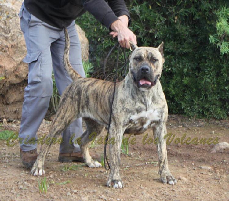 Dogo Canario. Estela De La Isla De Los Volcanes con 16 meses.