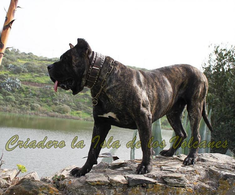 Dogo Canario. FRANCO DE LA ISLA DE LOS VOLCANES con 19 meses.