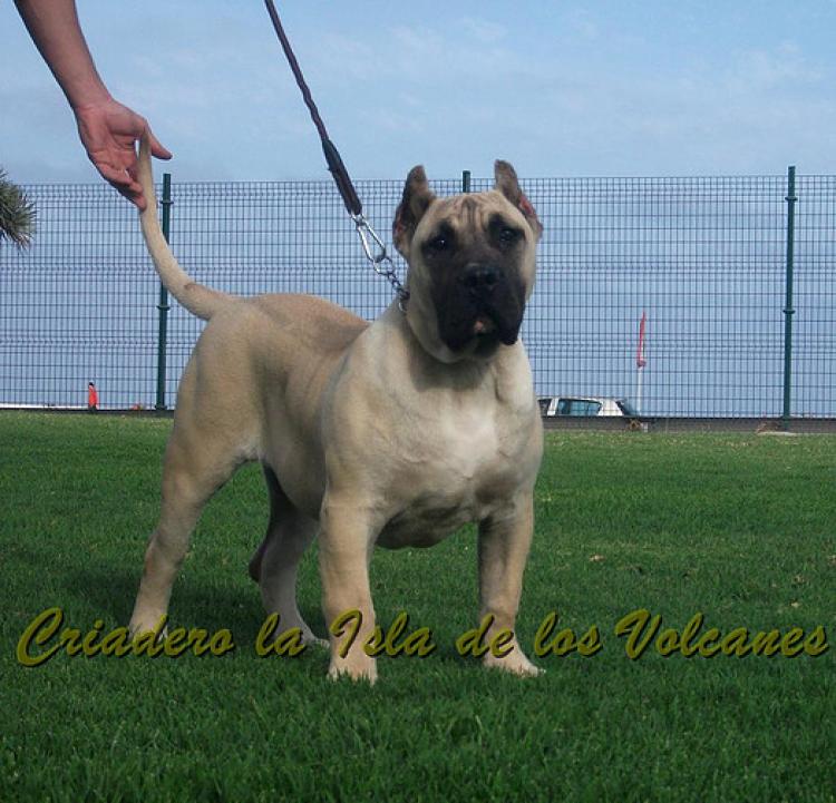 Dogo Canario. Vicky De La Isla De Los Volcanes con 6 meses.