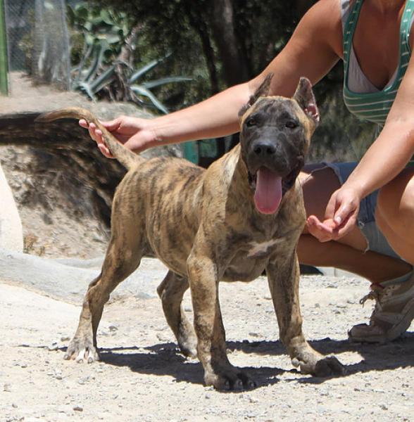Dogo Canario. Saimon De La Isla De Los Volcanes.