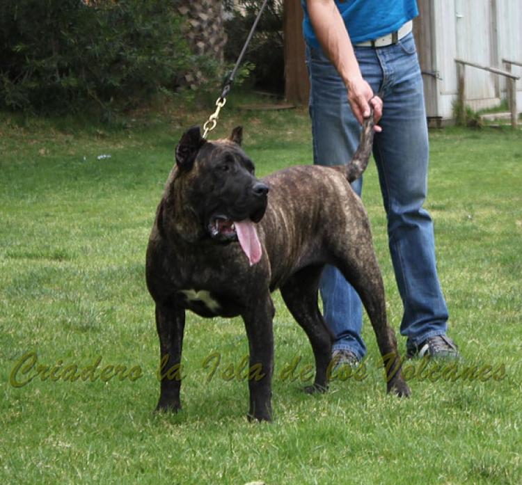 Dogo Canario. FANNY DE LA ISLA DE LOS VOLCANES de joven.
