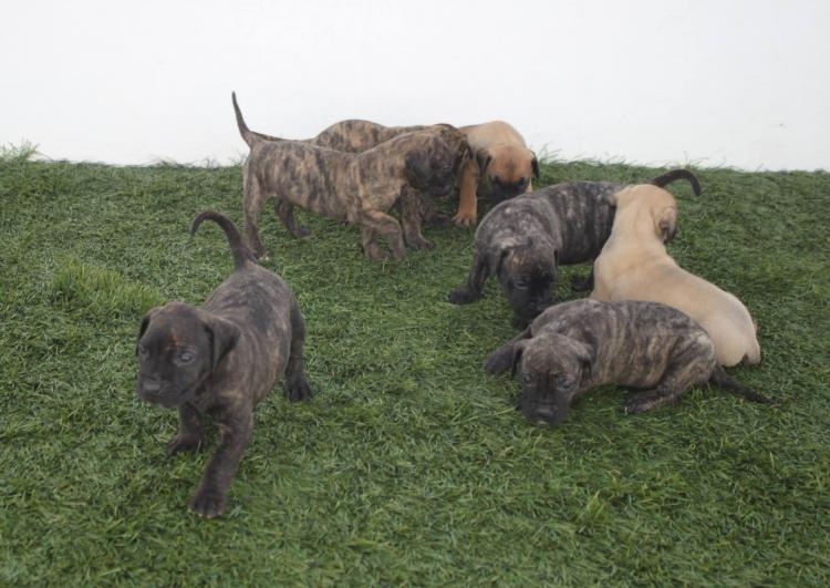 Dogo Canario. Camada 2016.