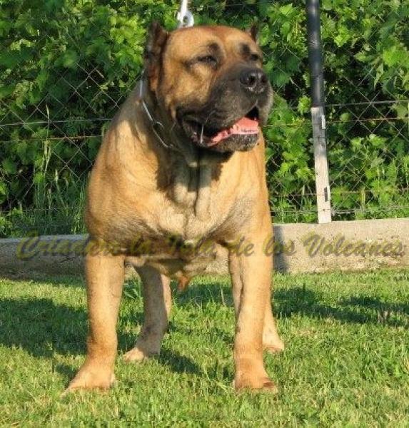 Dogo Canario. Roble De La Isla De Los Volcanes.