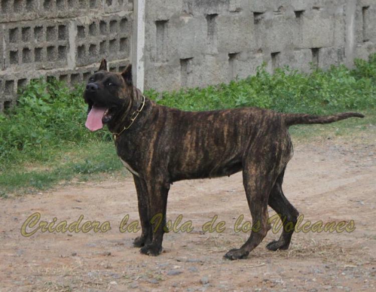 Dogo Canario. Laia De La Isla De Los Volcanes.