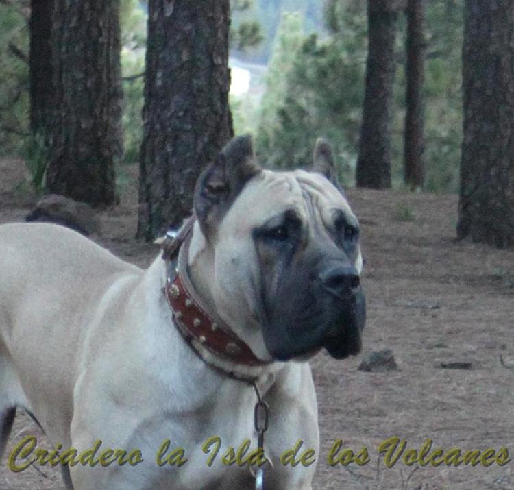 Dogo Canario. Vicky De La Isla De Los Volcanes con 15 meses.