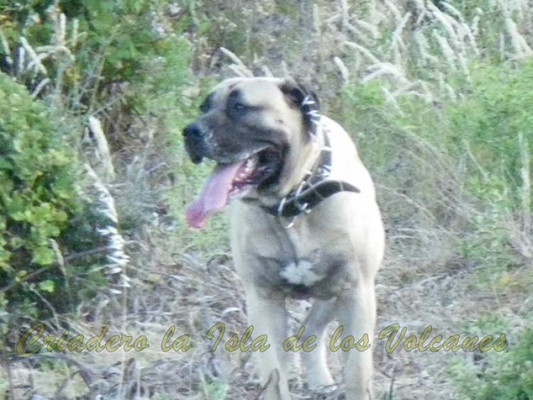 Dogo Canario. Ambar De La Isla De Los Volcanes.
