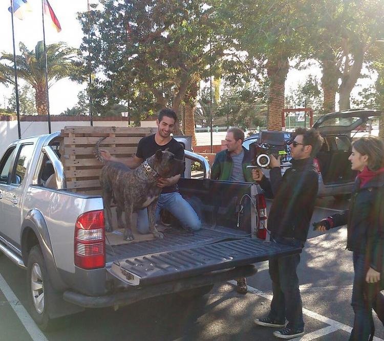 Dogo Canario. Secuencia Película WAX.