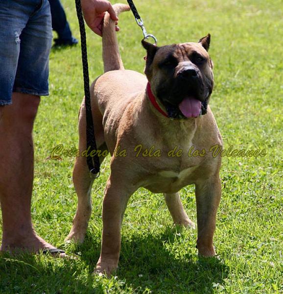 Dogo Canario. Hitler De La Isla De Los Volcanes.