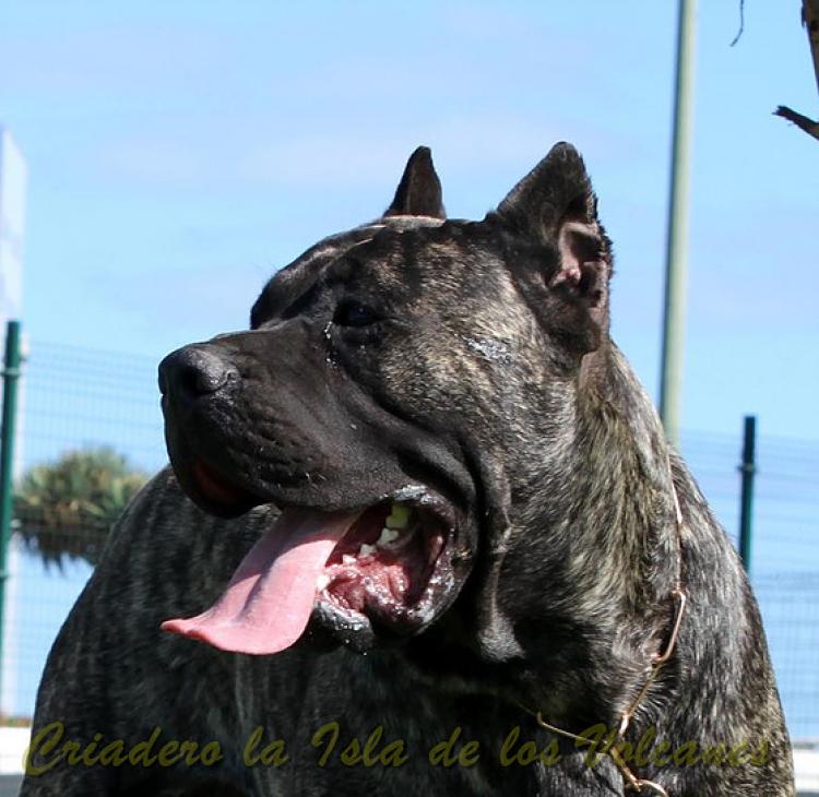 Dogo Canario. Volcan De La Isla De Los Volcanes.