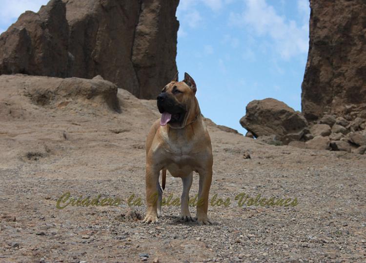 Dogo Canario. Turco De La Isla De Los Volcanes con 12 meses.