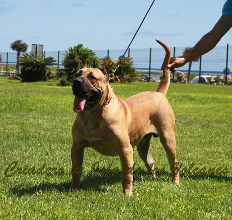 Dogo Canario. Turco De La Isla De Los Volcanes.