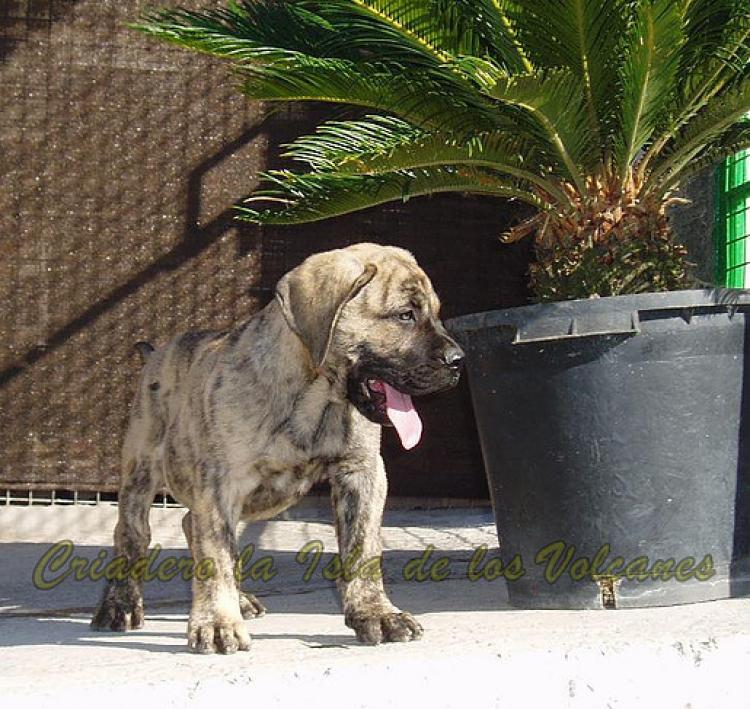 Dogo Canario. Niko De La Isla De Los Volcanes.