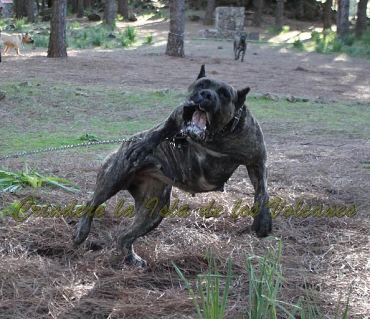 Dogo Canario. Cora De La Isla De Los Volcanes. Prueba de Trabajo.