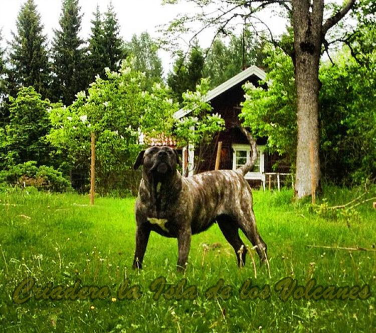 Dogo Canario. Ulka De La Isla De Los Volcanes.