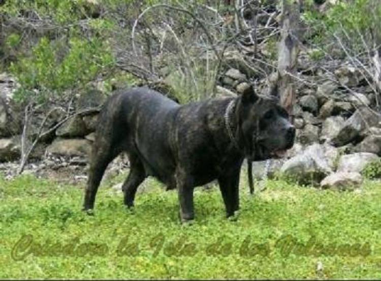 Dogo Canario. Uga De Presas Yeyfe.
