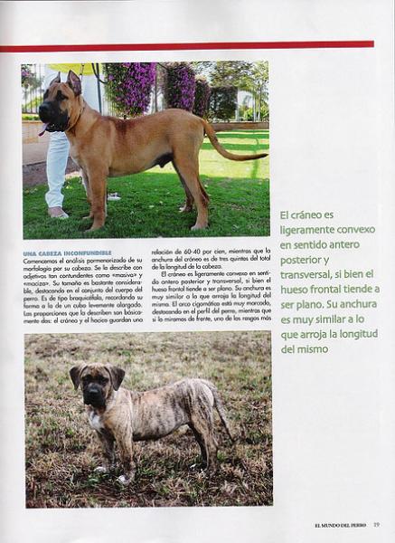 Dogo Canario. Pagina 19. Dogo Canario. Pagina 19.