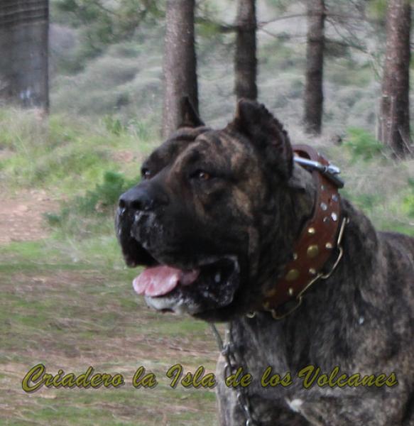 Dogo Canario. Faraon De La Isla De Los Volcanes con 20 meses.