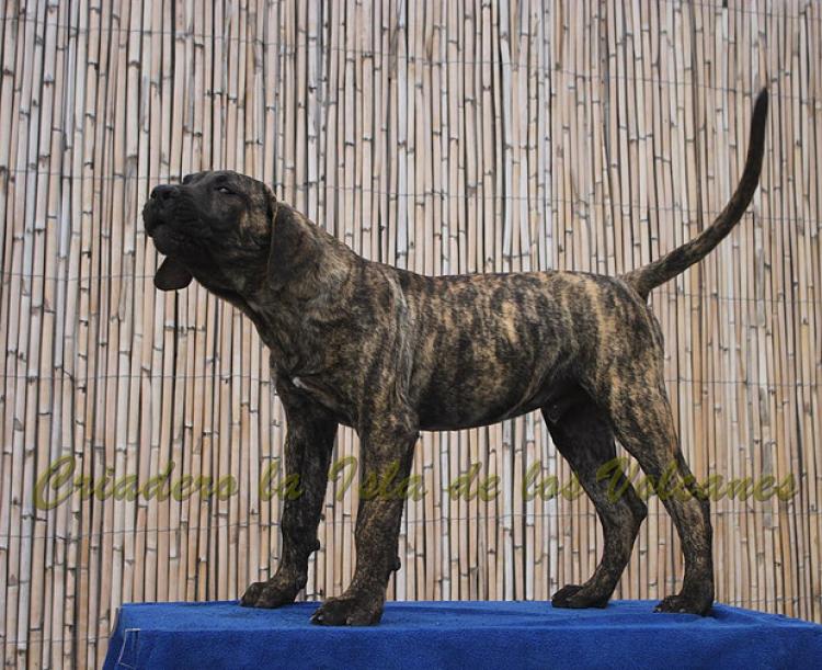 Dogo Canario. Faraon De La Isla De Los Volcanes con 4 meses.