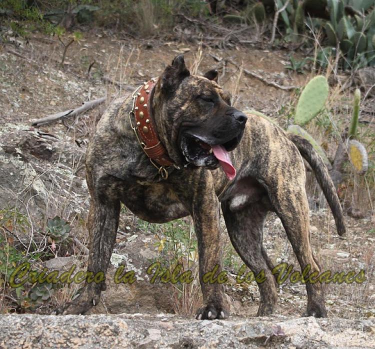 Dogo Canario. Faraon De La Isla De Los Volcanes.