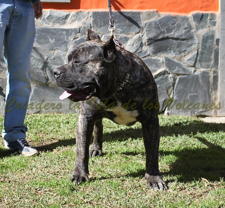 Dogo Canario. Cacho De La Isla De Los Volcanes.