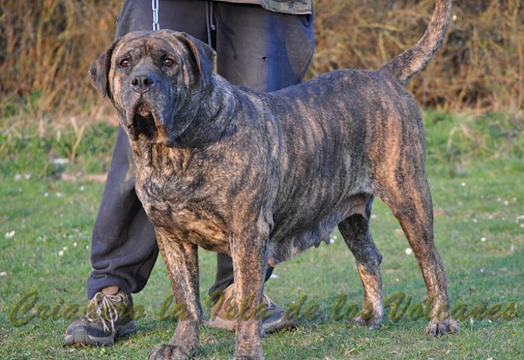 Dogo Canario. Mora De Presas Yeyfe.