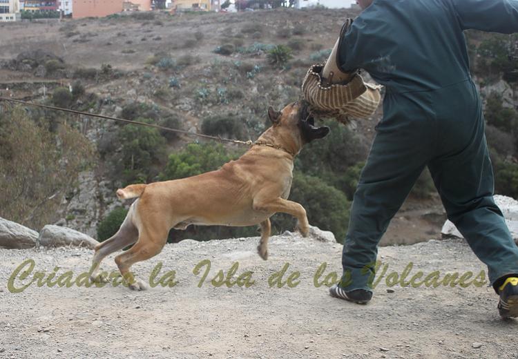 Dogo Canario. Turco De La Isla De Los Volcanes. Prueba de Caracter.