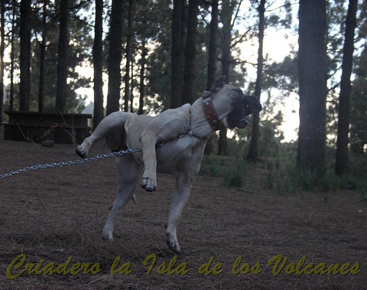 Dogo Canario. Vicky De La Isla De Los Volcanes con 15 meses.