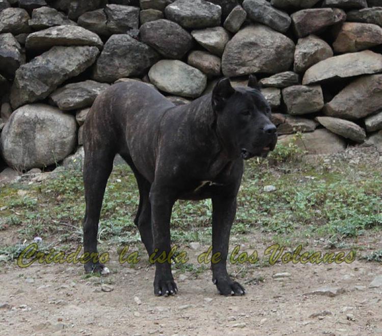 Dogo Canario. Pantera De La Isla De Los Volcanes.