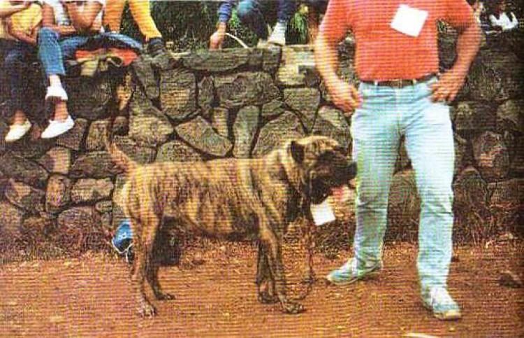 Dogo Canario. Taucho.