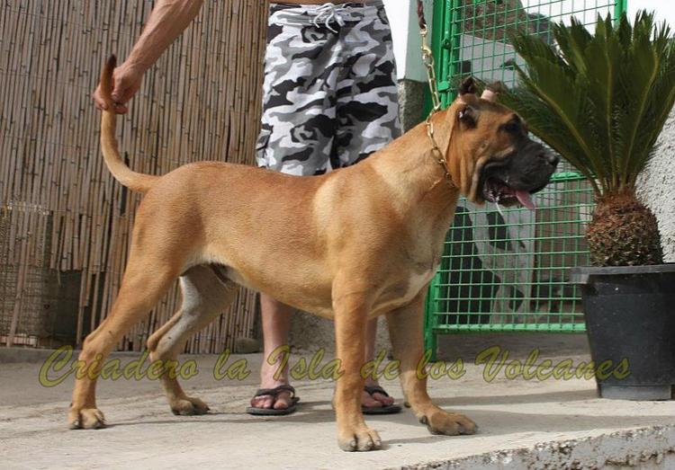 Dogo Canario. Zarco De La Isla De Los Volcanes.