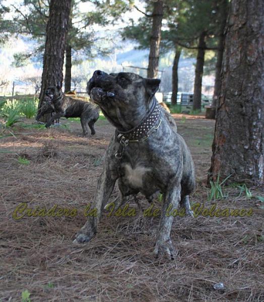 Dogo Canario. Faina De La Isla De Los Volcanes. Dogo Canario. Faina De La Isla De Los Volcanes.