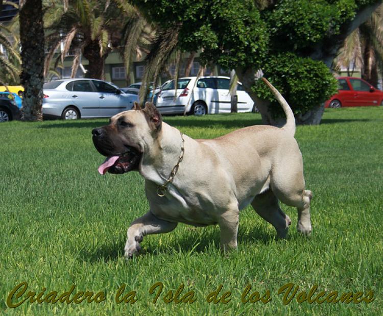 Dogo Canario. Vicky De La Isla De Los Volcanes con 12 meses.