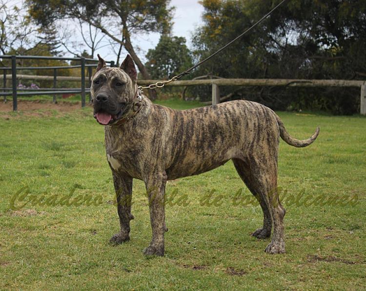 Dogo Canario. Ekaiza De La Isla De Los Volcanes.