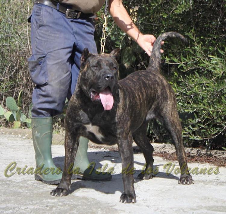 Dogo Canario. FANNY DE LA ISLA DE LOS VOLCANES con 16 meses.