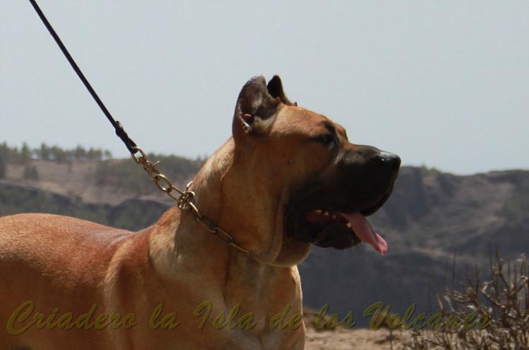 Dogo Canario. Turco De La Isla De Los Volcanes con 12 meses.