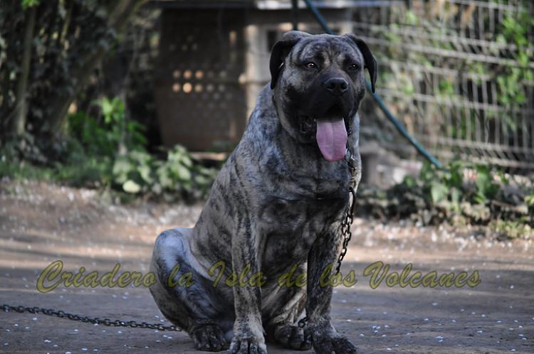 Dogo Canario. Niko De La Isla De Los Volcanes.