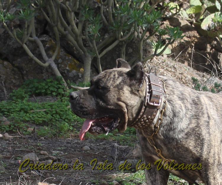 Dogo Canario. Faina De La Isla De Los Volcanes.