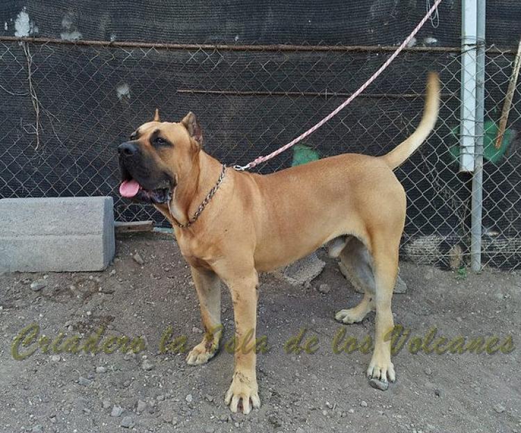 Dogo Canario. Roko De La Isla De Los Volcanes.