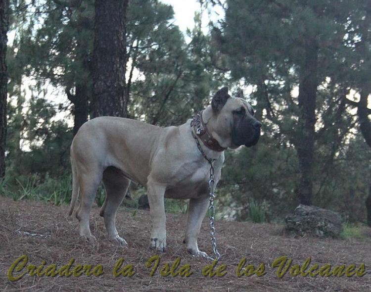 Dogo Canario. Vicky De La Isla De Los Volcanes con 15 meses.