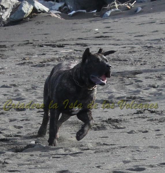 Dogo Canario. FANNY DE LA ISLA DE LOS VOLCANES con 8 meses.