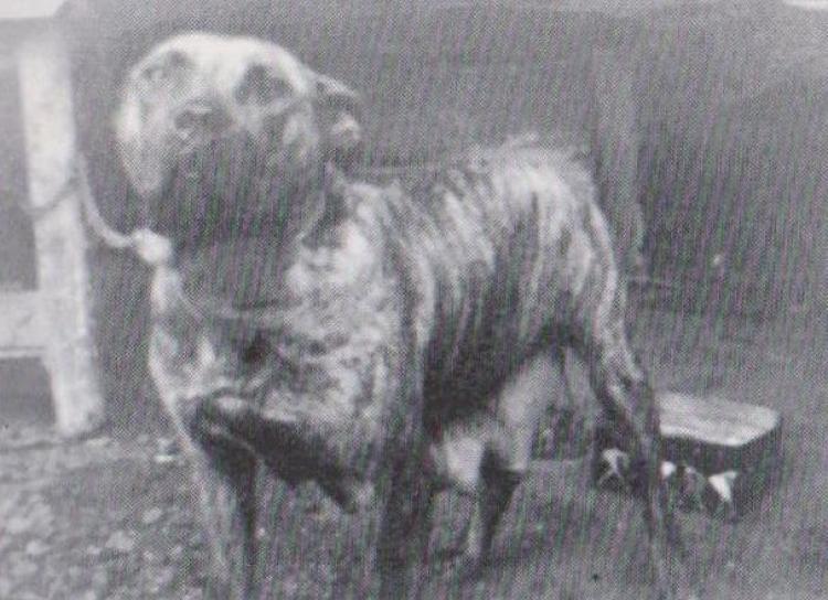 Dogo Canario. Fotos Historicas. Barde.
