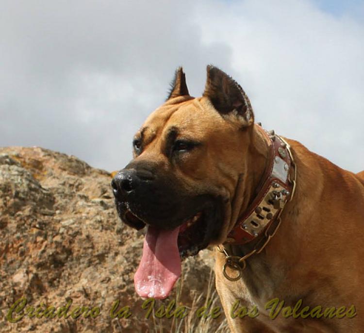 Dogo Canario. Tajan De La Isla De Los Volcanes.