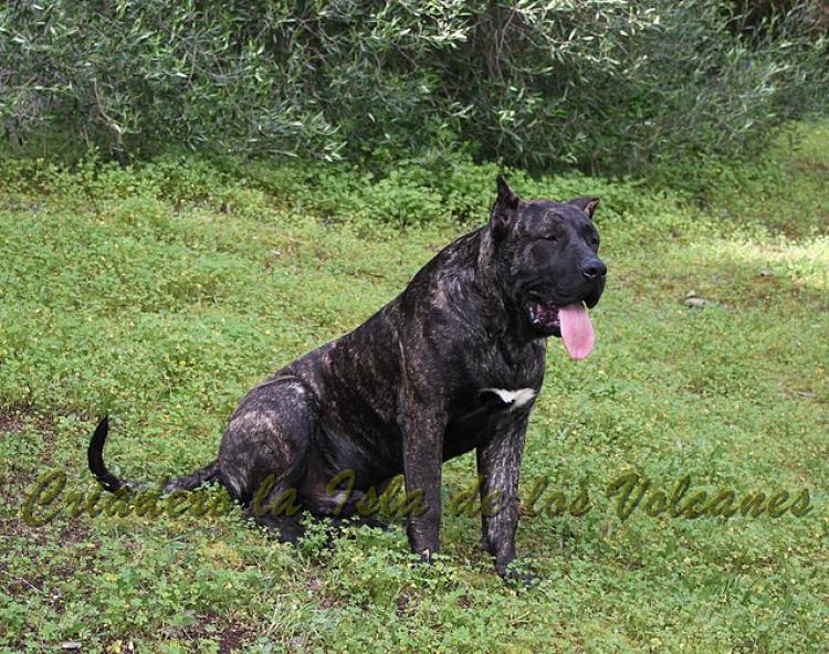 Dogo Canario. FRANCO DE LA ISLA DE LOS VOLCANES de cachorro.