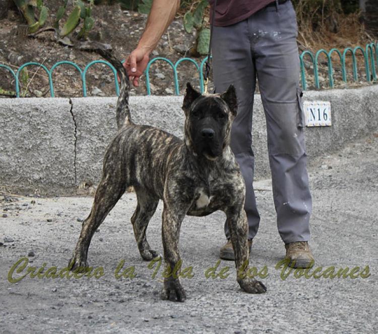 Dogo Canario. Haimar De La Isla De Los Volcanes.
