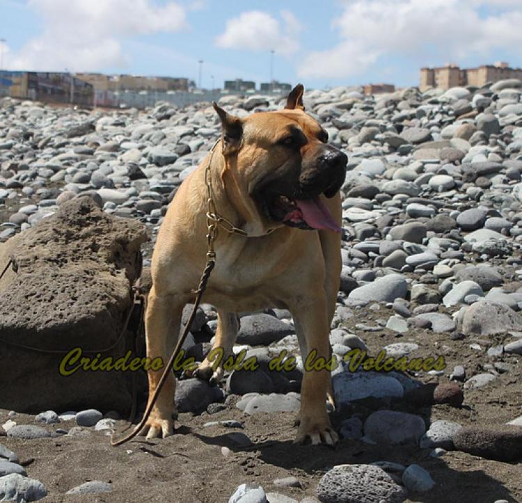 Dogo Canario. Turco De La Isla De Los Volcanes. Ultimas fotos.