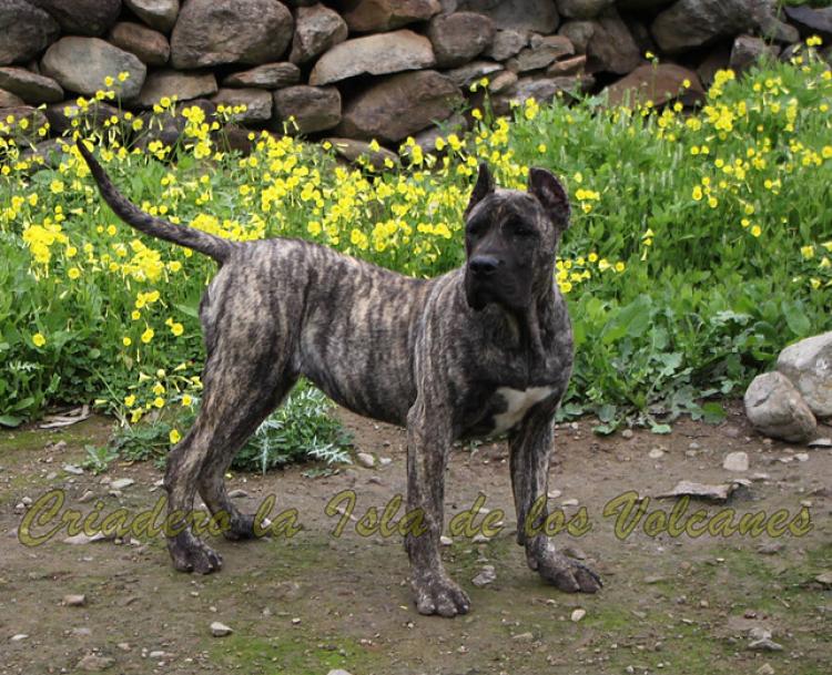 Dogo Canario. LLAIMA DE LA ISLA DE LOS VOLCANES de cachorra.