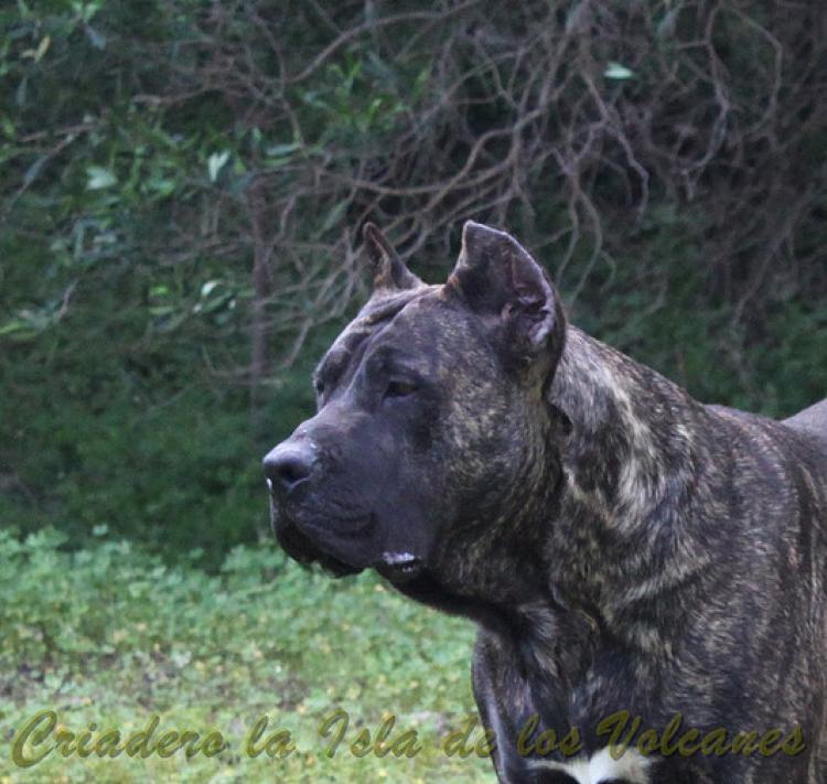 Dogo Canario. FRANCO DE LA ISLA DE LOS VOLCANES de cachorro.