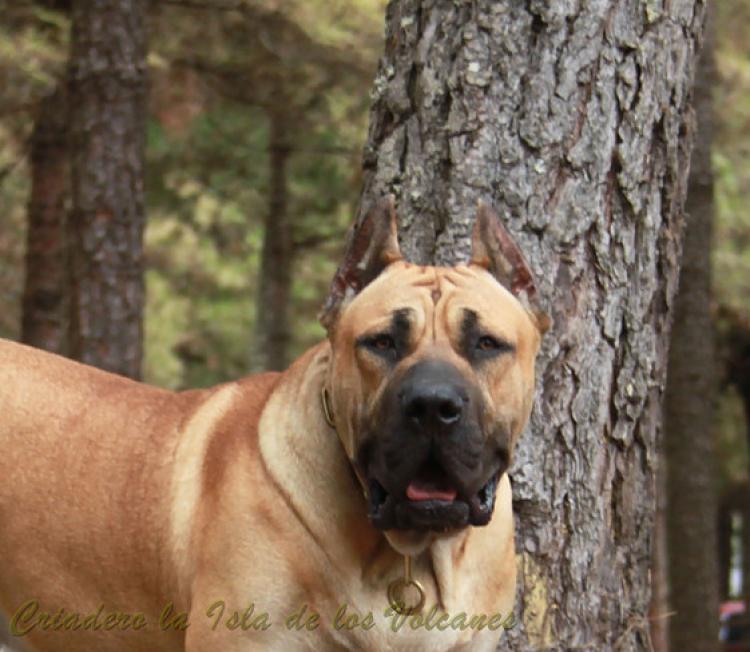 Dogo Canario. Turco De La Isla De Los Volcanes con 12 meses.