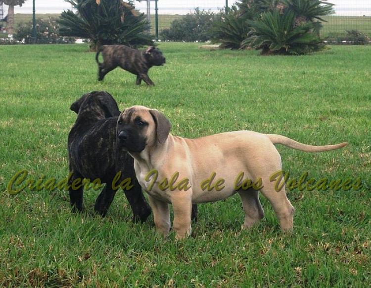 Dogo Canario. Vicky De La Isla De Los Volcanes con 3 meses.