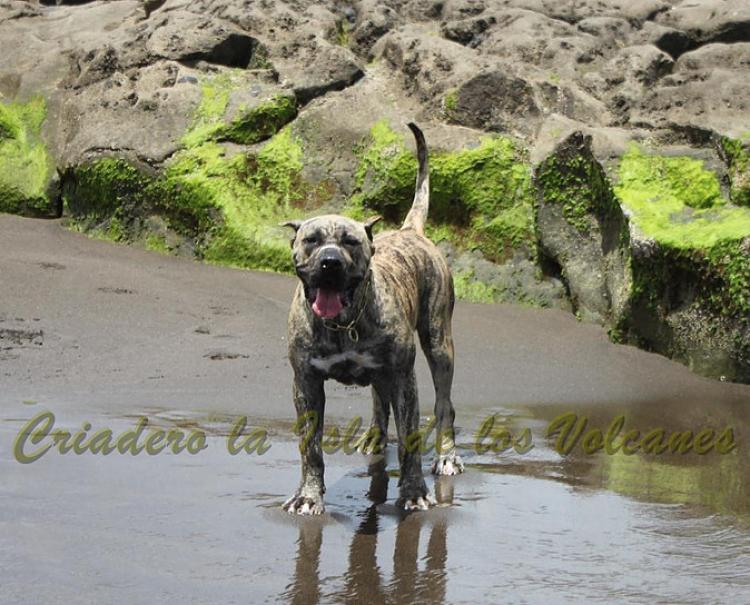 Dogo Canario. Estela De La Isla De Los Volcanes.